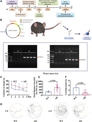 Miracle fruit seed as a potential supplement for the treatment of learning and memory disorders in Alzheimer’s disease